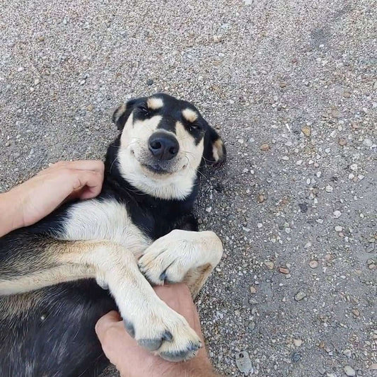 Chica's Stray Dog Food Donations