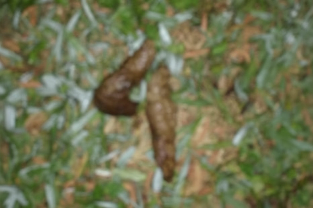 The Poop Page