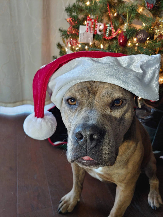 Goku's Duck Bulk Box