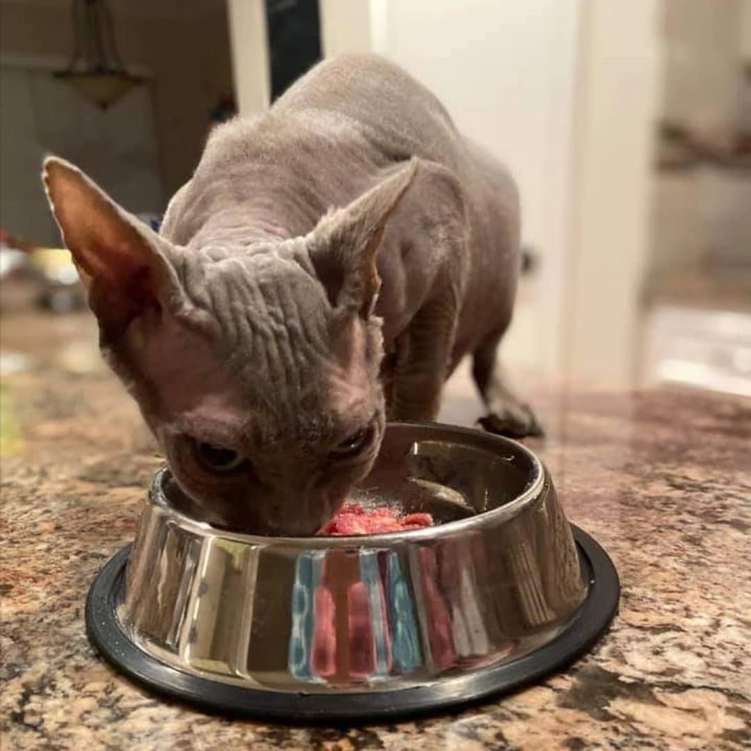 Feeding Cats and Kittens